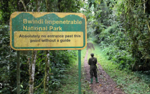 Bwindi Impenetrable Forest, Uganda