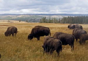 Yellowstone's Plant and Animal Life vaotas.com