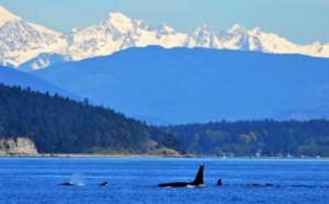 Puget Sound