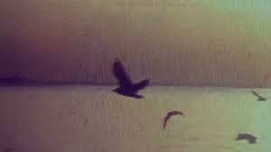 Mercury Rev - A Bird Of No Address