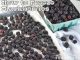 How To Freeze Blackberries